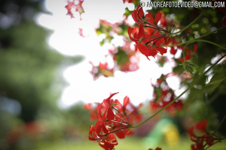 estate-fiori-andrea-battagin-foto-video-terzotempotv-07